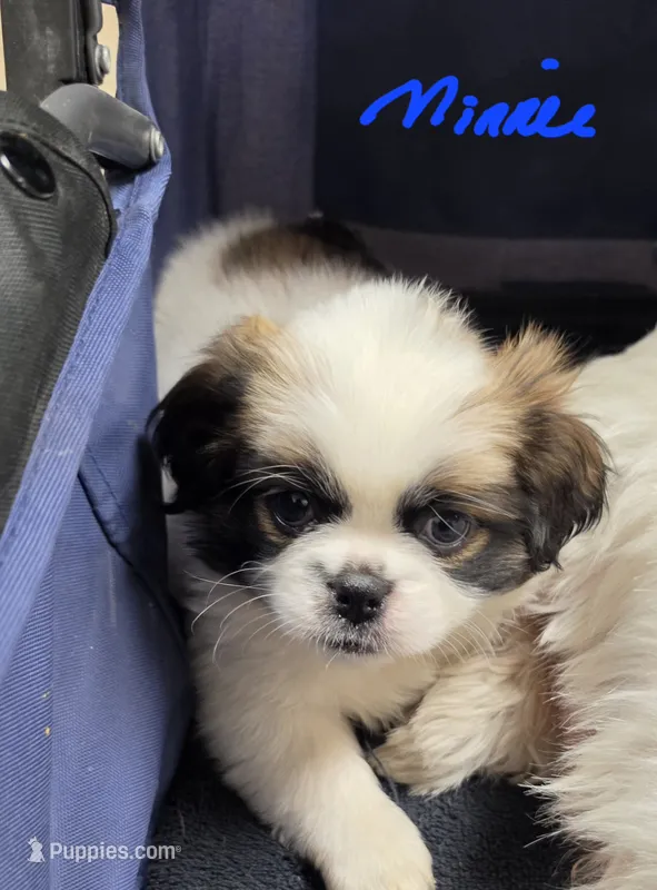 Mini – Shih Tzu puppy for sale in Phoenix, AZ