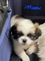 Mini, a female Shih Tzu for sale in Phoenix, AZ – 1 of 2
