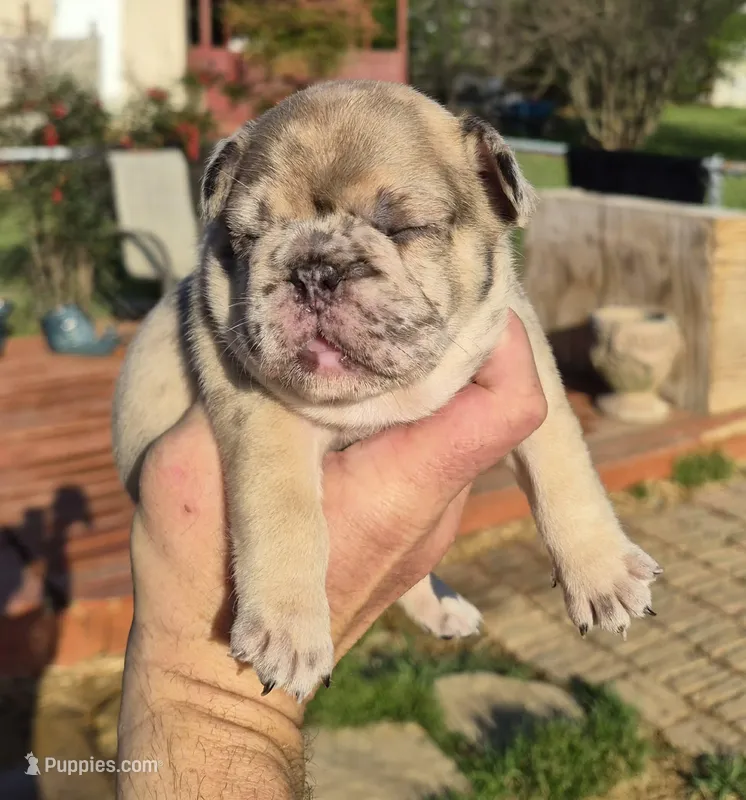 BIAKA – French Bulldog puppy for sale in Rossville, GA
