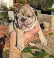 BIAKA, a female French Bulldog for sale in Rossville, GA – Photo 1 of 4