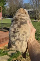 BIAKA, a female French Bulldog for sale in Rossville, GA – Photo 4 of 4