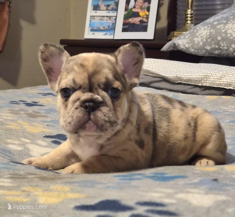BIAKA – French Bulldog puppy for sale in Rossville, GA