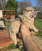 BIAKA, a female French Bulldog for sale in Rossville, GA – Photo 2 of 4