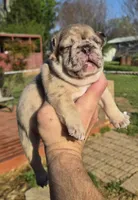 BIAKA, a female French Bulldog for sale in Rossville, GA – Photo 3 of 4