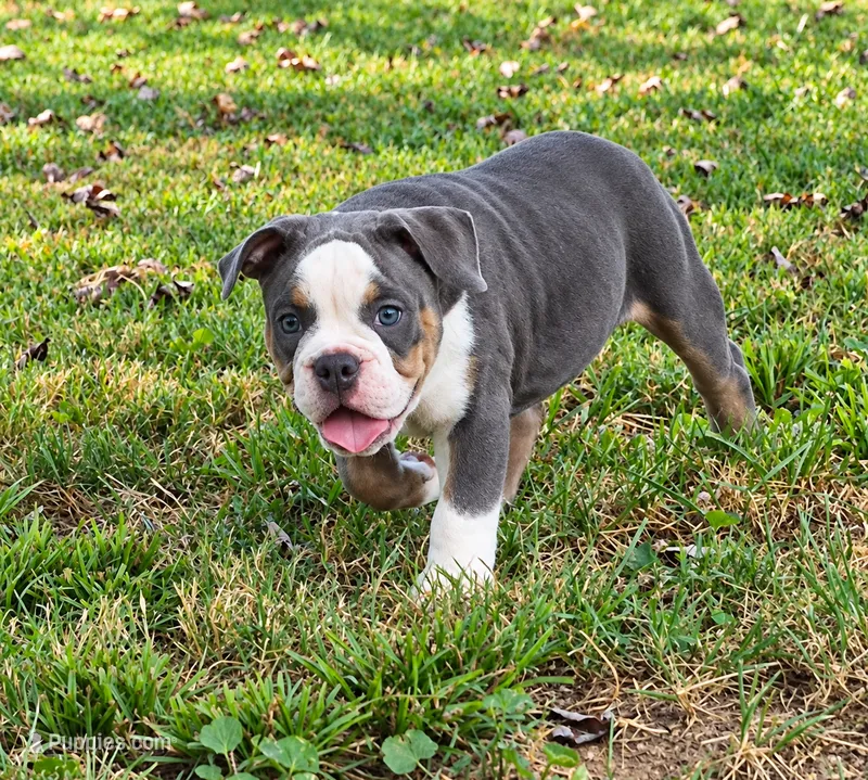 Greta – Olde English Bulldogge puppy for sale in Rossville, GA