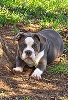 Greta , a female Olde English Bulldogge for sale in Rossville, GA – 1 of 4