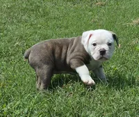 Gary , a male Olde English Bulldogge for sale in Rossville, GA – 5 of 7