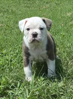 Gary , a male Olde English Bulldogge for sale in Rossville, GA – 1 of 7