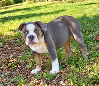 Greta , a female Olde English Bulldogge for sale in Rossville, GA – 4 of 4
