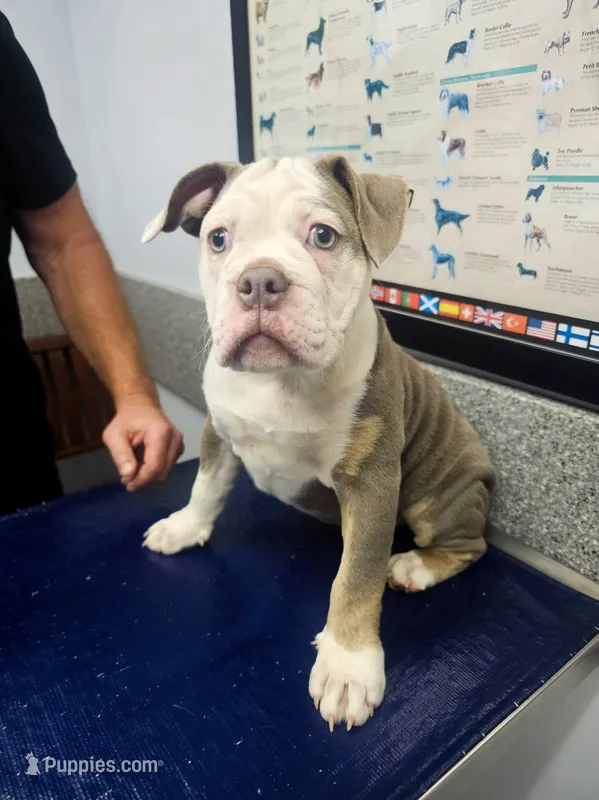 Gwenny  – Olde English Bulldogge puppy for sale in Rossville, GA