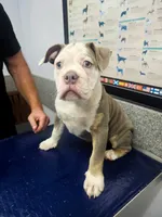 Gwenny , a female Olde English Bulldogge for sale in Rossville, GA – 1 of 5