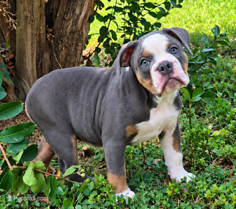 Greta – Olde English Bulldogge puppy for sale in Rossville, GA