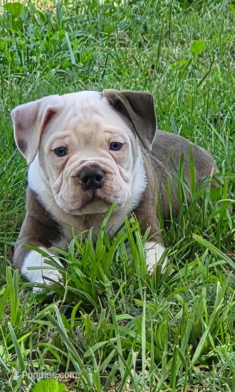 Gary  – Olde English Bulldogge puppy for sale in Rossville, GA
