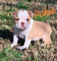 Pokie, a female Shorty Bull for sale in Rossville, GA – Photo 1 of 7
