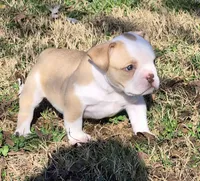 Pokie, a female Shorty Bull for sale in Rossville, GA – Photo 5 of 7