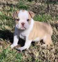 Pokie, a female Shorty Bull for sale in Rossville, GA – Photo 7 of 7