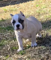 processed/bfbadf05-cb4e-4be9-b161-325bfa2dccac/listing/48e06e44-f230-4c0f-8a27-dffac4e42f35/5a628a5d-0c4b-4045-bd00-425c83c7ee0e