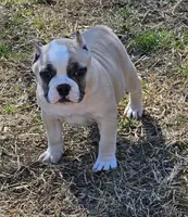 processed/bfbadf05-cb4e-4be9-b161-325bfa2dccac/listing/48e06e44-f230-4c0f-8a27-dffac4e42f35/8aef7cb4-e3b5-460e-a2d1-3d1f07dbf538