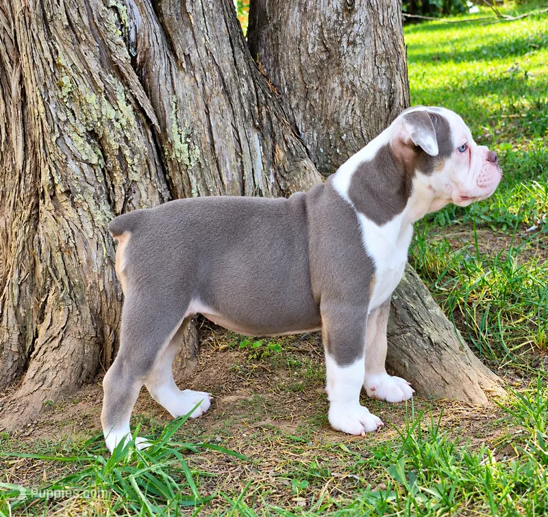 Gwenny  – Olde English Bulldogge puppy for sale in Rossville, GA