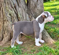 Gwenny , a female Olde English Bulldogge for sale in Rossville, GA – 2 of 3