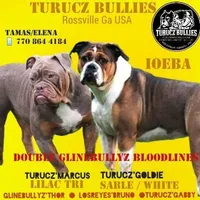 Gary , a male Olde English Bulldogge for sale in Rossville, GA – 2 of 7