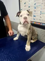 Gwenny , a female Olde English Bulldogge for sale in Rossville, GA – 2 of 5