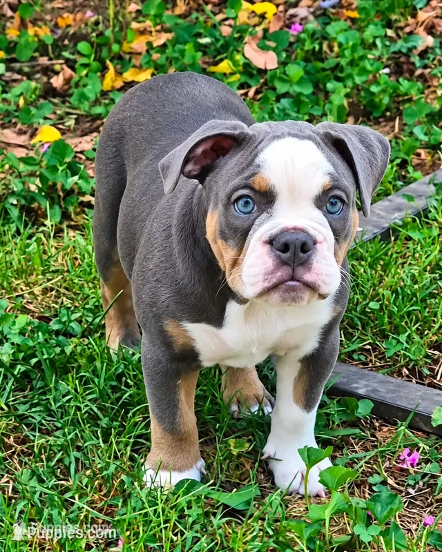 Greta – Olde English Bulldogge puppy for sale in Rossville, GA