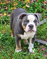 Greta, a female Olde English Bulldogge for sale in Rossville, GA – 2 of 3