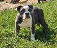 Greta , a female Olde English Bulldogge for sale in Rossville, GA – 2 of 4