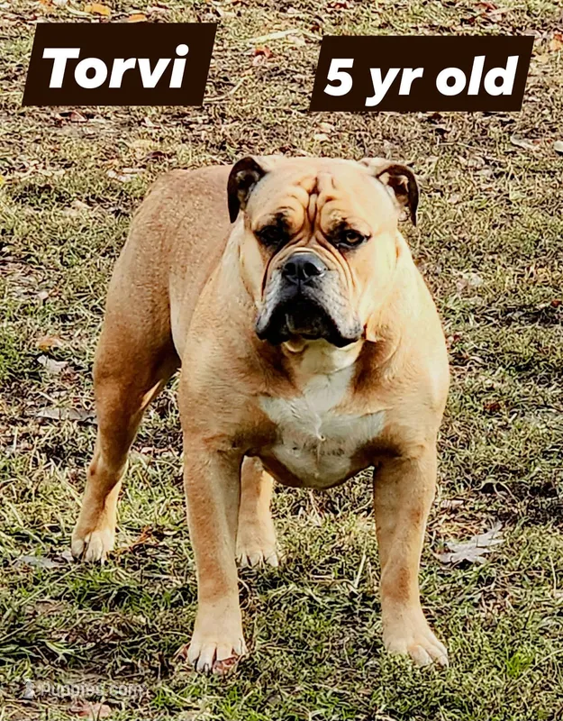 FREE TORVI  – Olde English Bulldogge puppy for sale in Rossville, GA