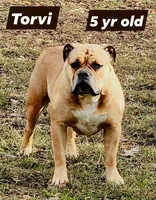 FREE TORVI , a female Olde English Bulldogge for sale in Rossville, GA – 1 of 2