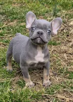 Enzo, a male French Bulldog for sale in Rossville, GA – Photo 3 of 6