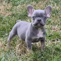 Enzo, a male French Bulldog for sale in Rossville, GA – Photo 5 of 5