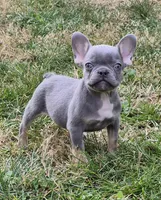 Enzo, a male French Bulldog for sale in Rossville, GA – Photo 6 of 6