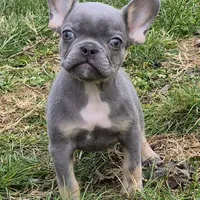 Enzo, a male French Bulldog for sale in Rossville, GA – Photo 4 of 5