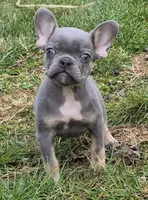 Enzo, a male French Bulldog for sale in Rossville, GA – Photo 5 of 6