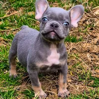 Enzo, a male French Bulldog for sale in Rossville, GA – Photo 1 of 5