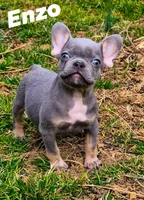 Enzo, a male French Bulldog for sale in Rossville, GA – Photo 2 of 6