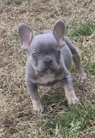 Enzo, a male French Bulldog for sale in Rossville, GA – Photo 4 of 6