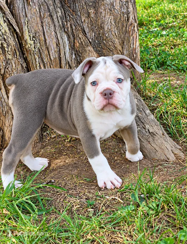 Gwenny  – Olde English Bulldogge puppy for sale in Rossville, GA