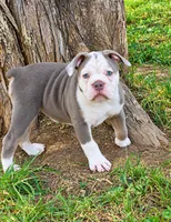 Gwenny , a female Olde English Bulldogge for sale in Rossville, GA – 1 of 3