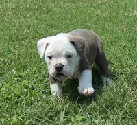 Gary , a male Olde English Bulldogge for sale in Rossville, GA – 6 of 7