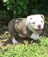 Gary , a male Olde English Bulldogge for sale in Rossville, GA – 4 of 7