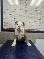 Gwenny , a female Olde English Bulldogge for sale in Rossville, GA – 4 of 5