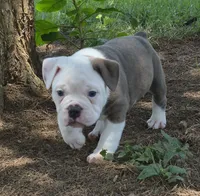Gary , a male Olde English Bulldogge for sale in Rossville, GA – 3 of 7