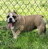 Pia, a female Shorty Bull for sale in Rossville, GA – Photo 3 of 3