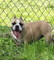 Pia, a female Shorty Bull for sale in Rossville, GA – Photo 2 of 3