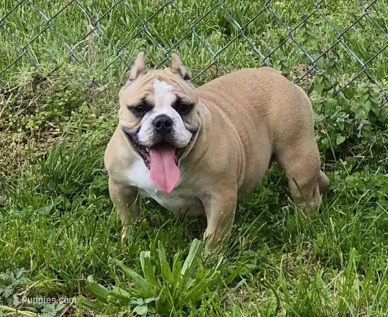 Pia – Shorty Bull puppy for sale in Rossville, GA