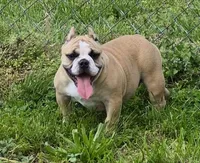 Pia, a female Shorty Bull for sale in Rossville, GA – Photo 1 of 3