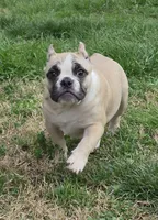 Peaches, a female Shorty Bull for sale in Rossville, GA – Photo 2 of 3